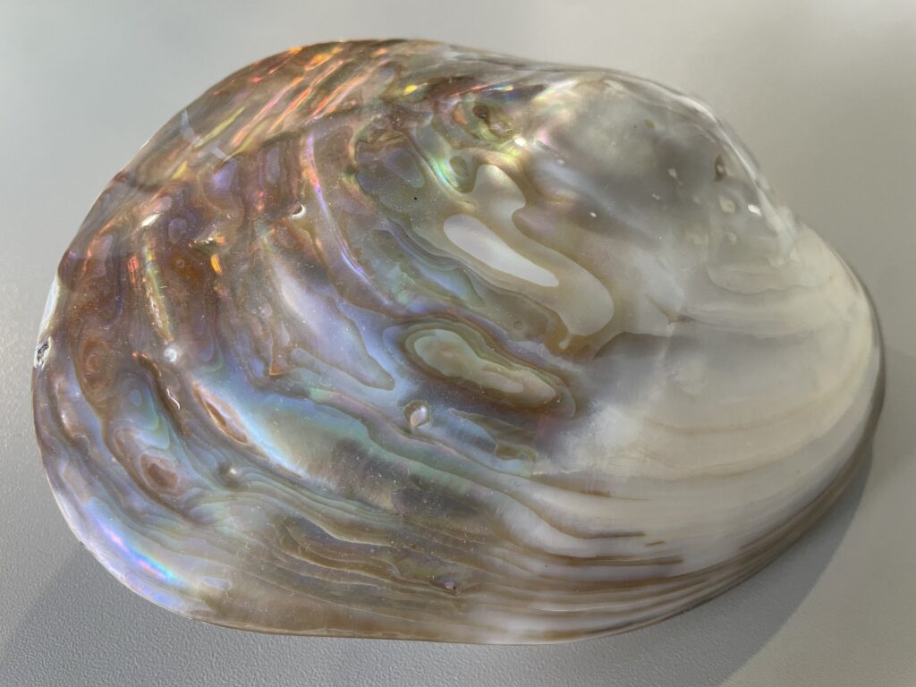 Oester Pinctada Magaretifera